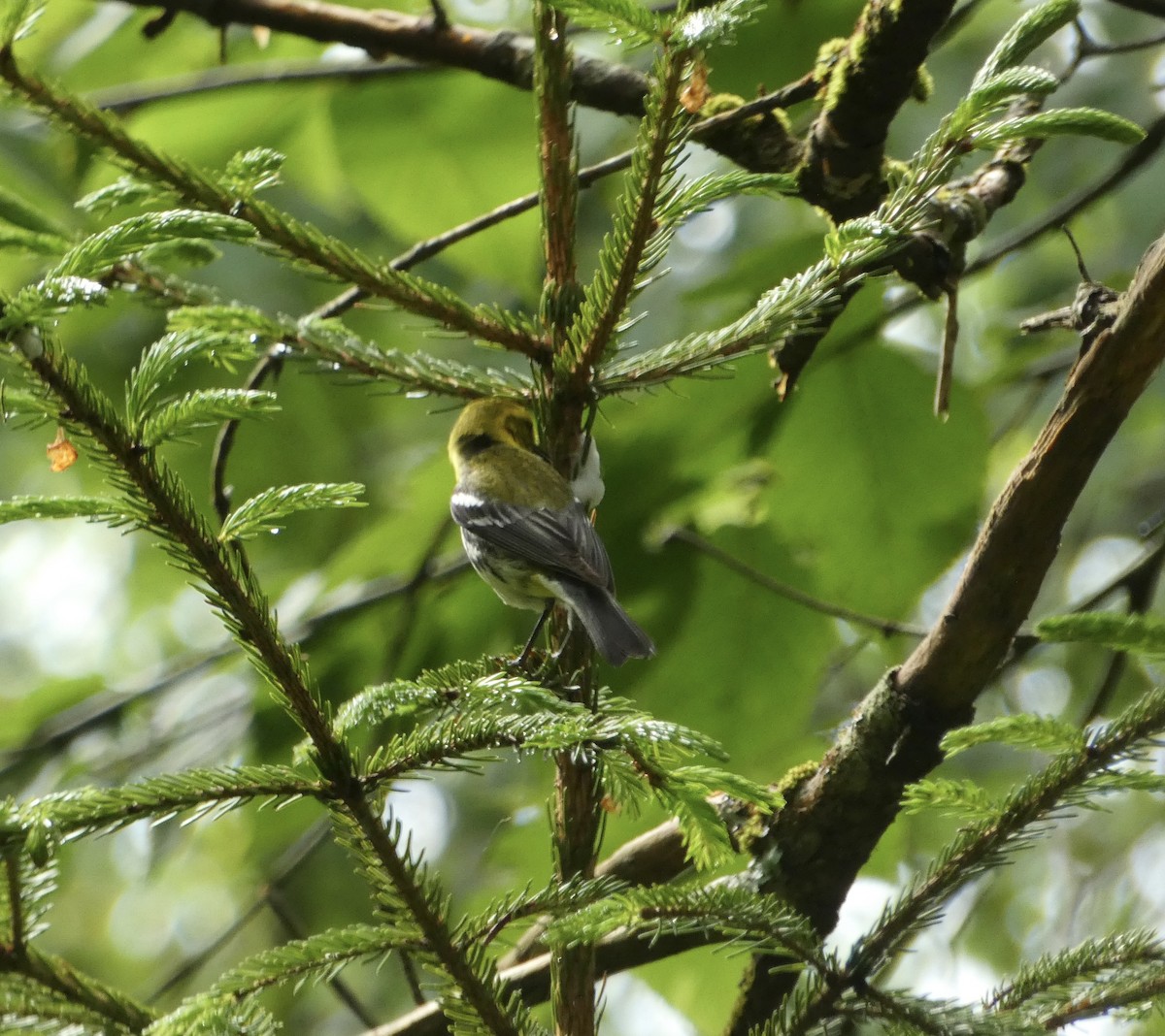 Grünmantel-Waldsänger - ML638335536
