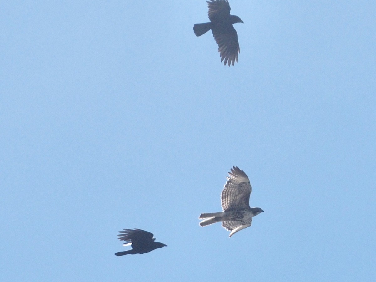 Red-tailed Hawk - ML638335539