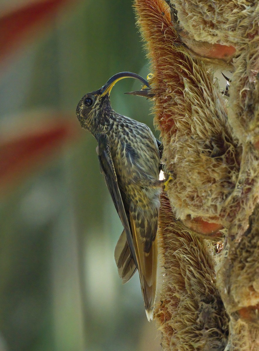 Buff-tailed Sicklebill - ML638335540