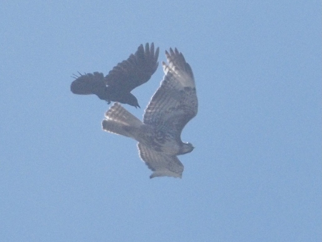 Red-tailed Hawk - ML638335541