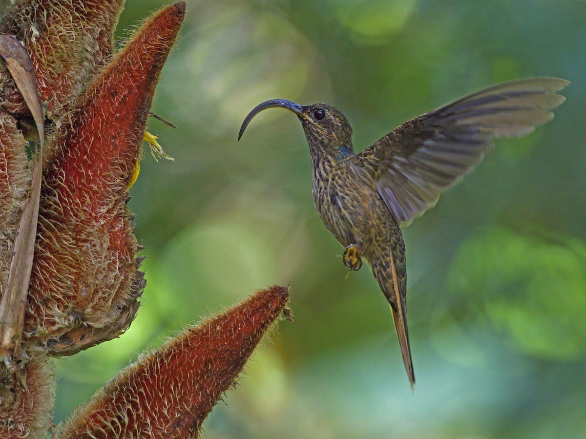 Buff-tailed Sicklebill - ML638335556