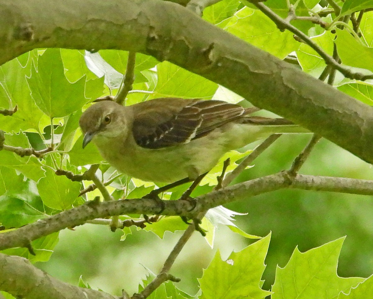 Northern Mockingbird - ML638335558