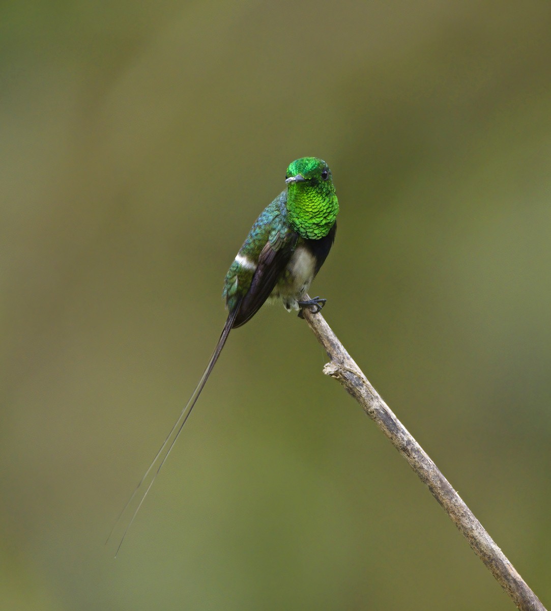 Black-bellied Thorntail - ML638335570