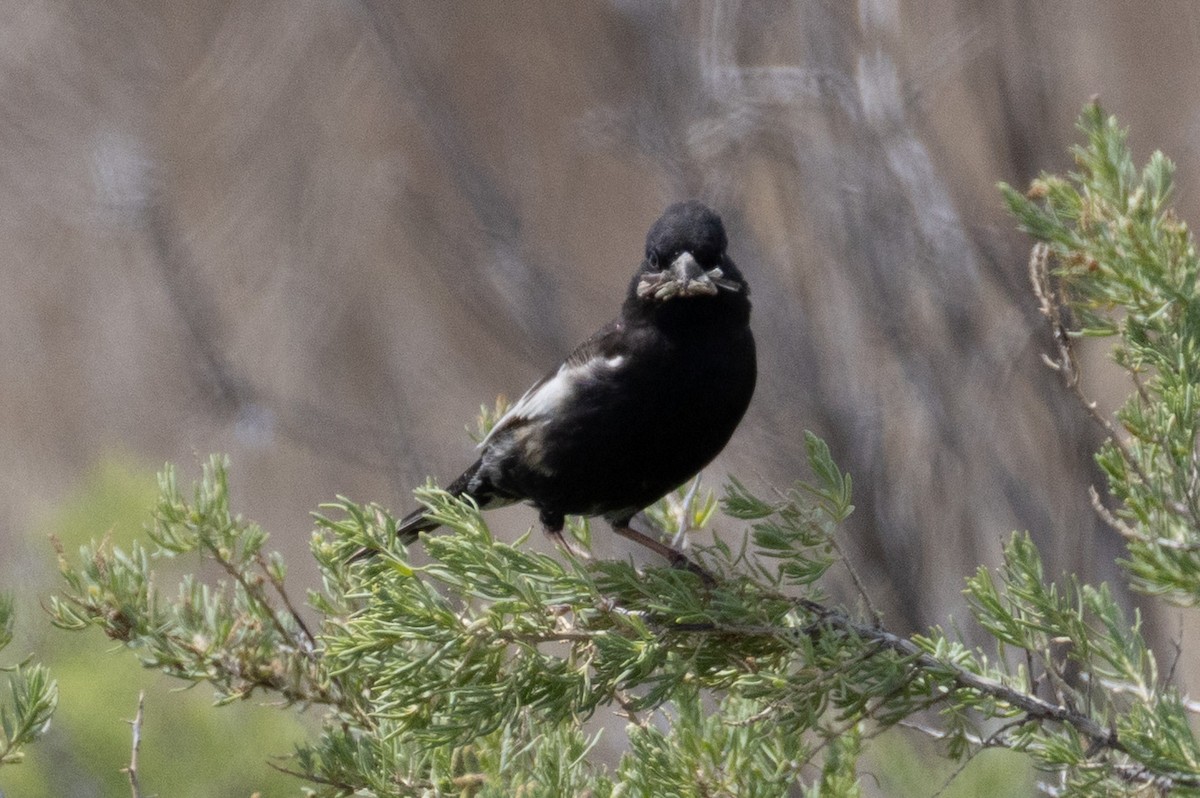 Lark Bunting - ML638335573