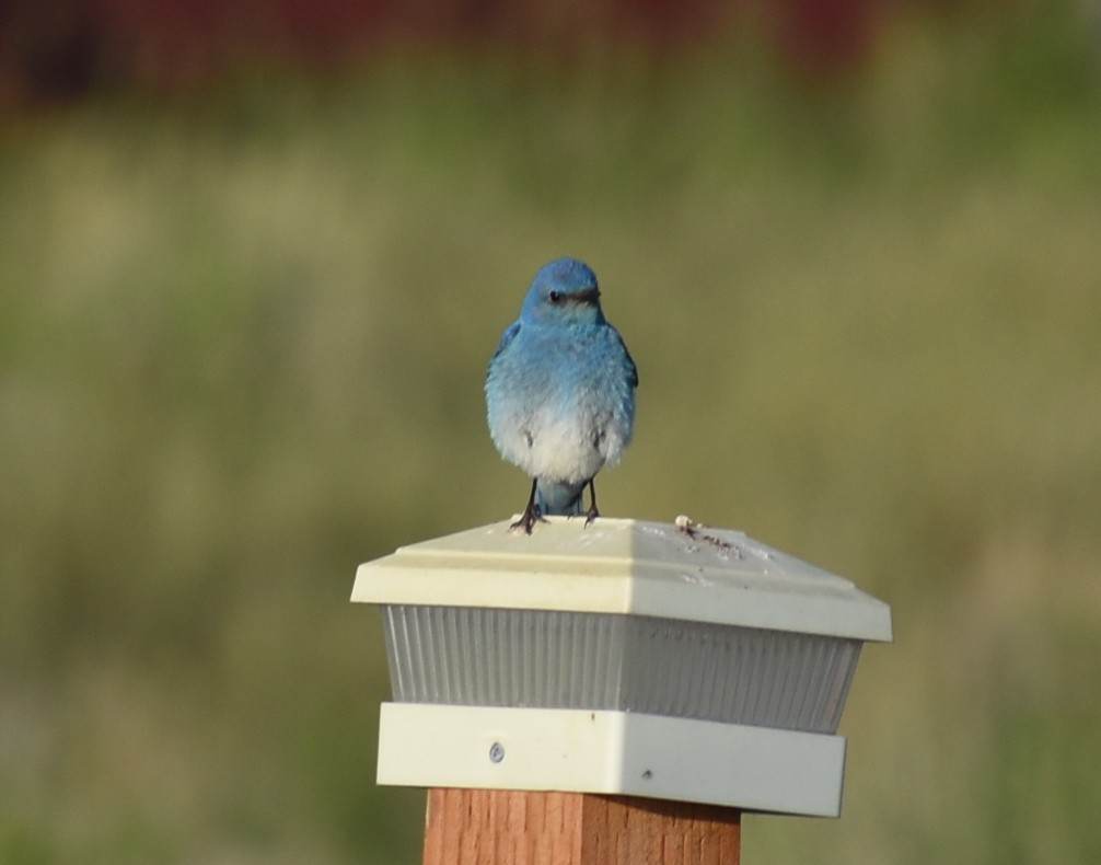 Mountain Bluebird - ML638335577