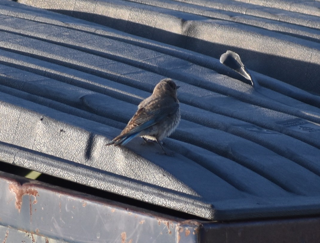 Mountain Bluebird - ML638335578