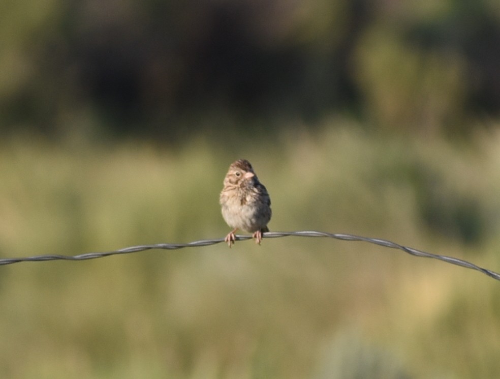 new world sparrow sp. - ML638335580