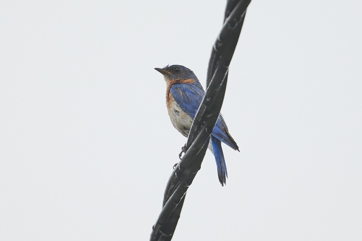 Eastern Bluebird - ML638335581