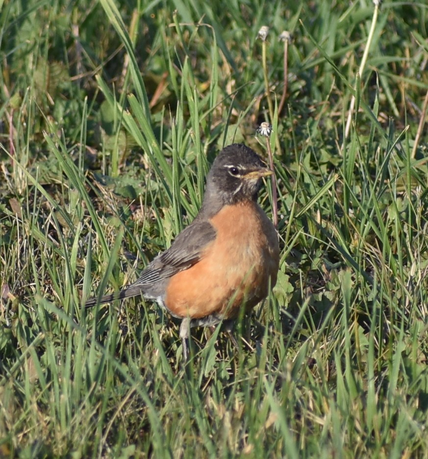 Zozo papargorria - ML638335582