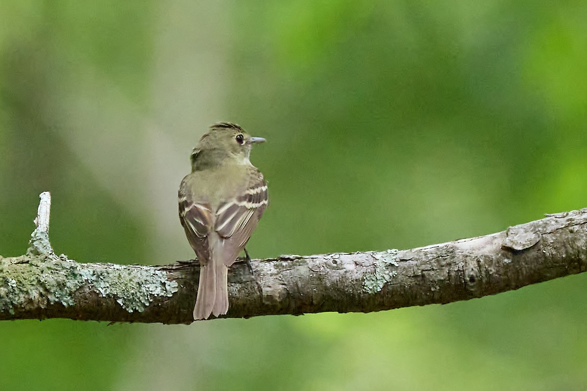 Buchenschnäppertyrann - ML638335589