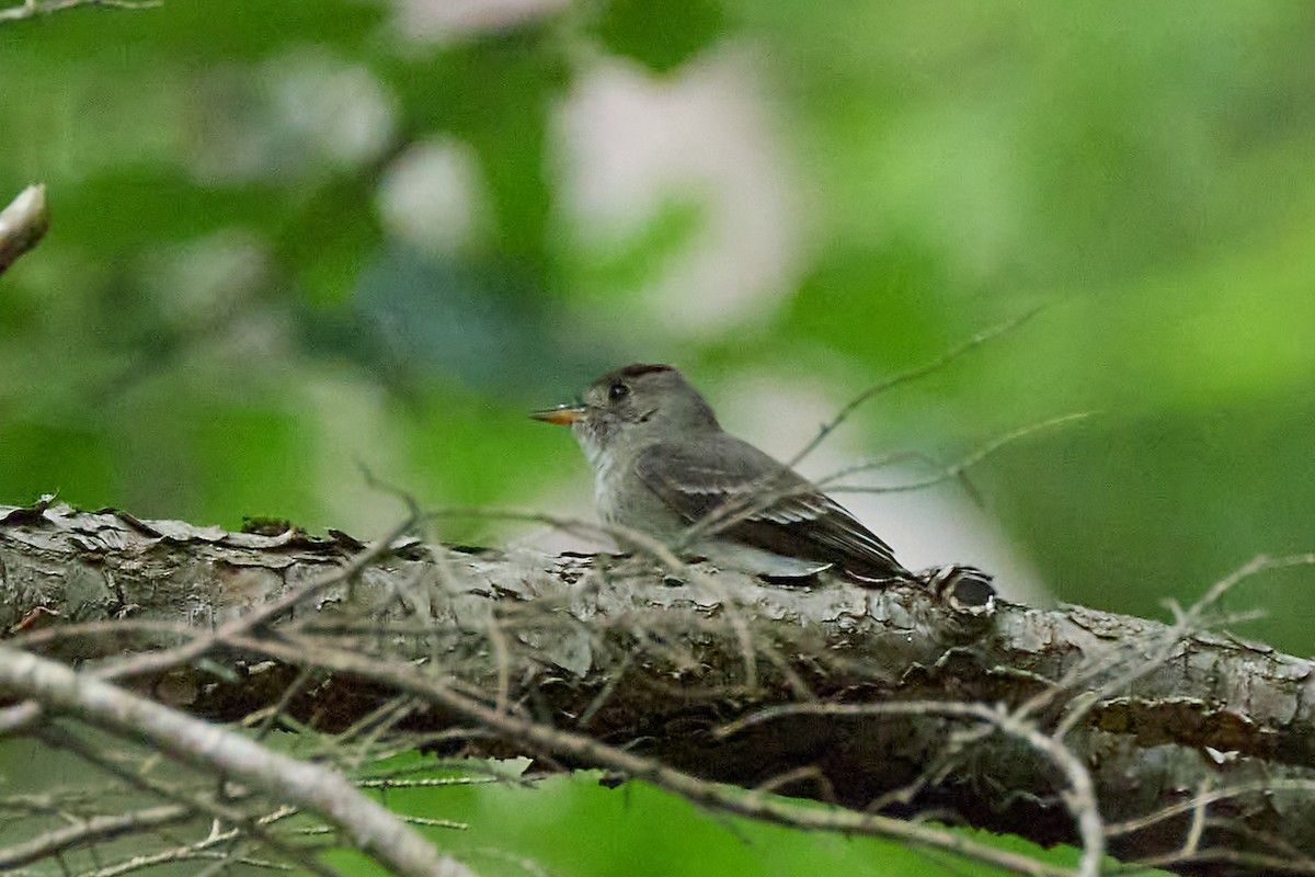 Buchenschnäppertyrann - ML638335592