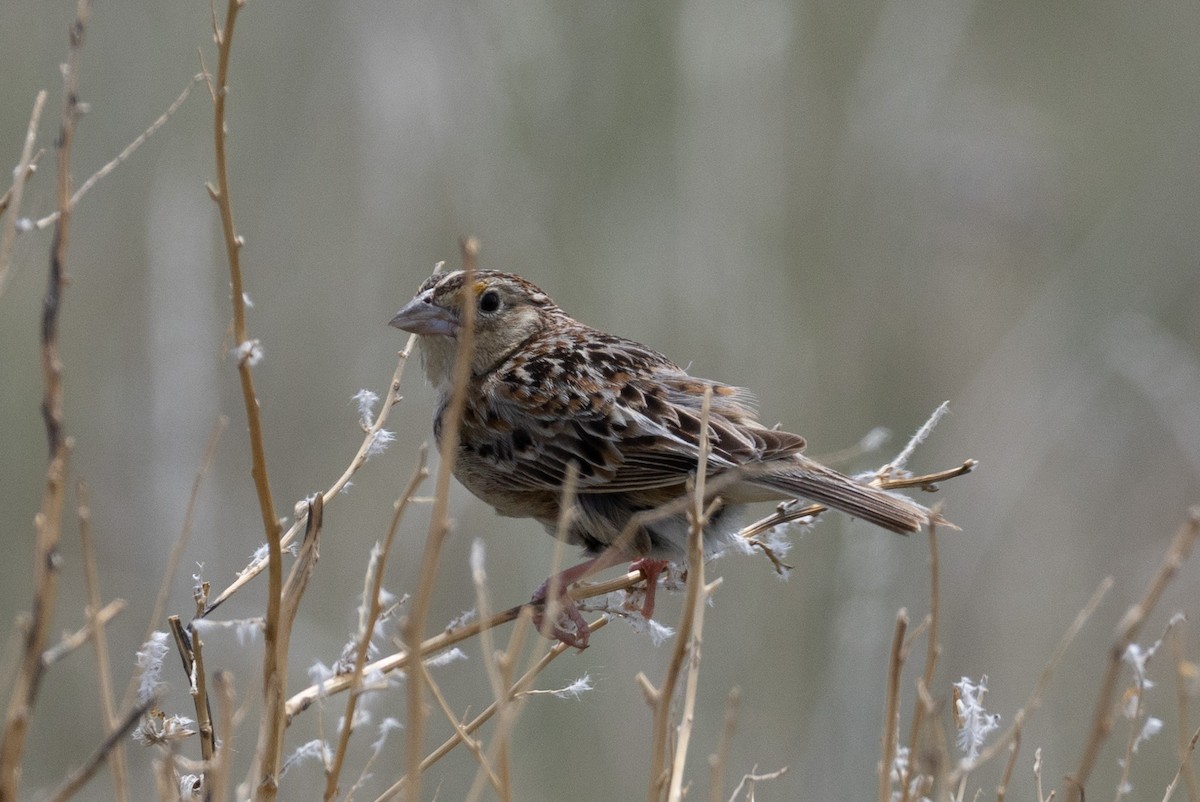 Grasshopper Sparrow - ML638335593