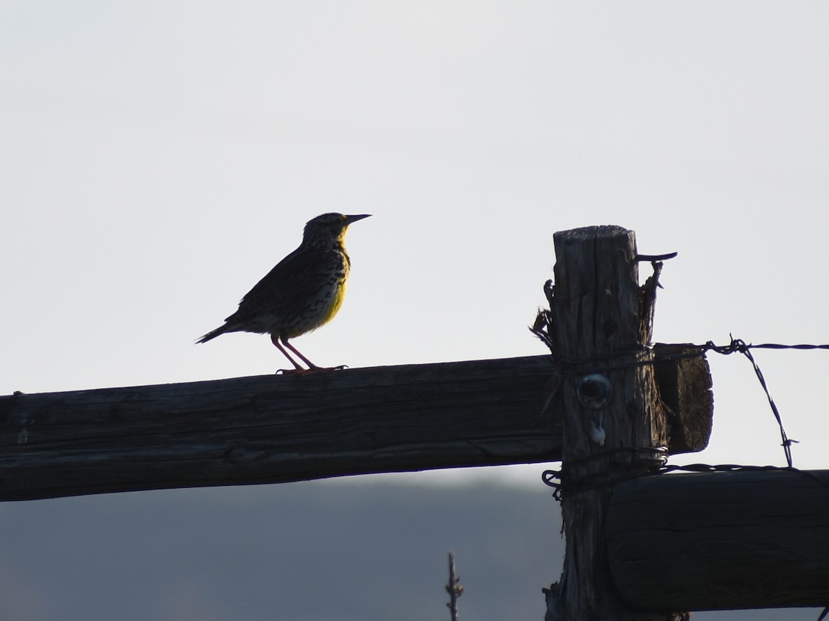 Western Meadowlark - ML638335594