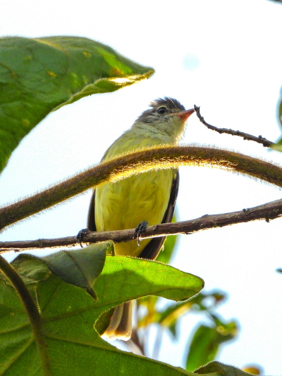 Southern Beardless-Tyrannulet - ML638335595