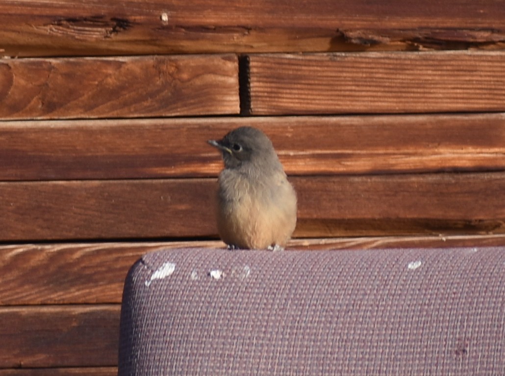 Say's Phoebe - ML638335596