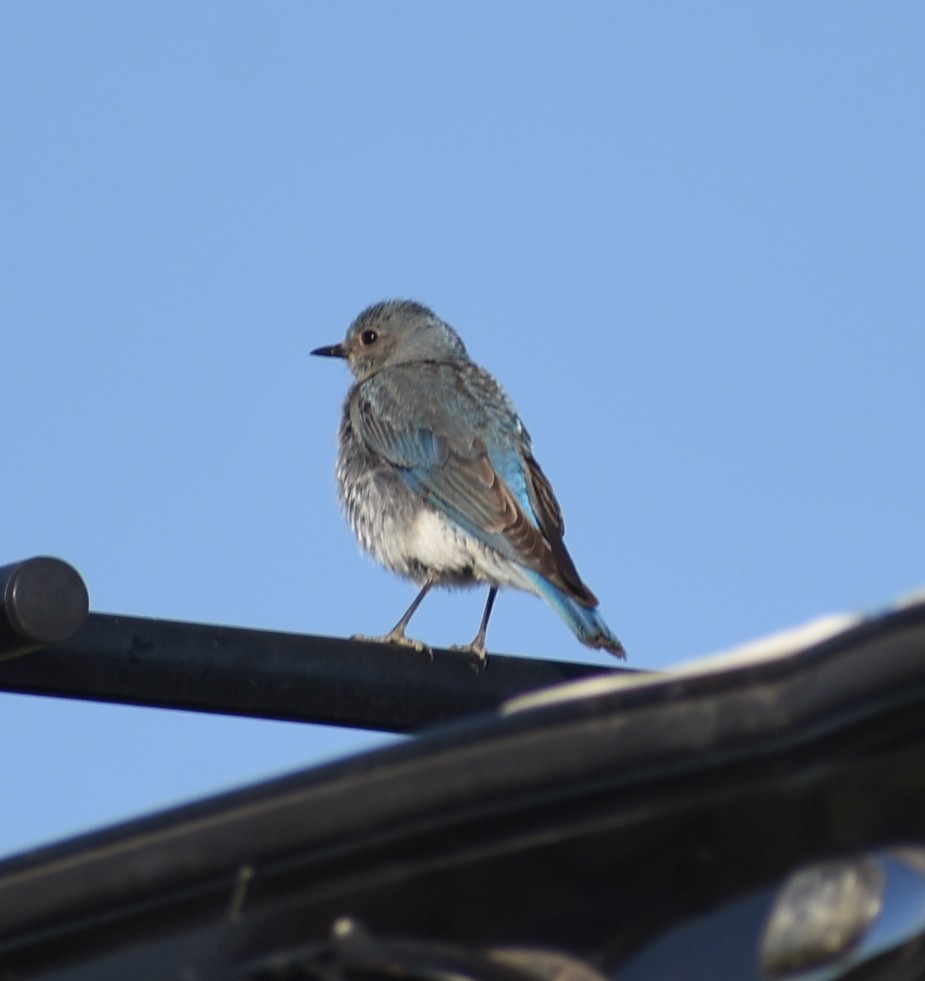 Mountain Bluebird - ML638335598