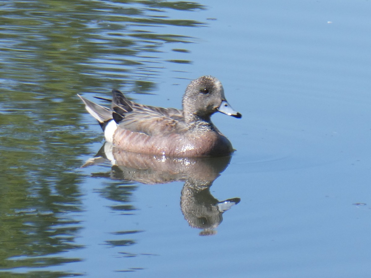 American Wigeon - ML638335599