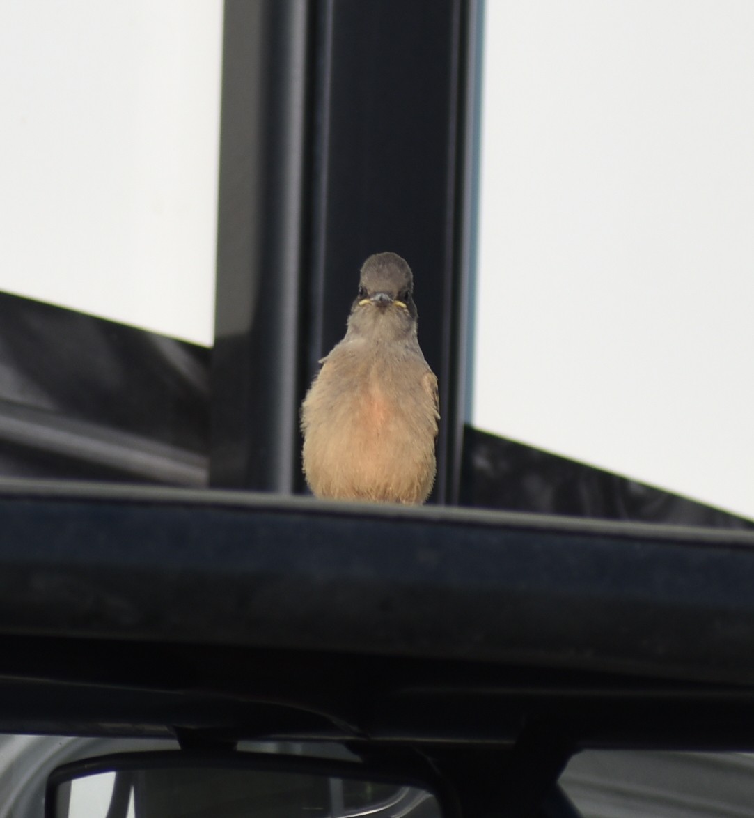Say's Phoebe - ML638335600