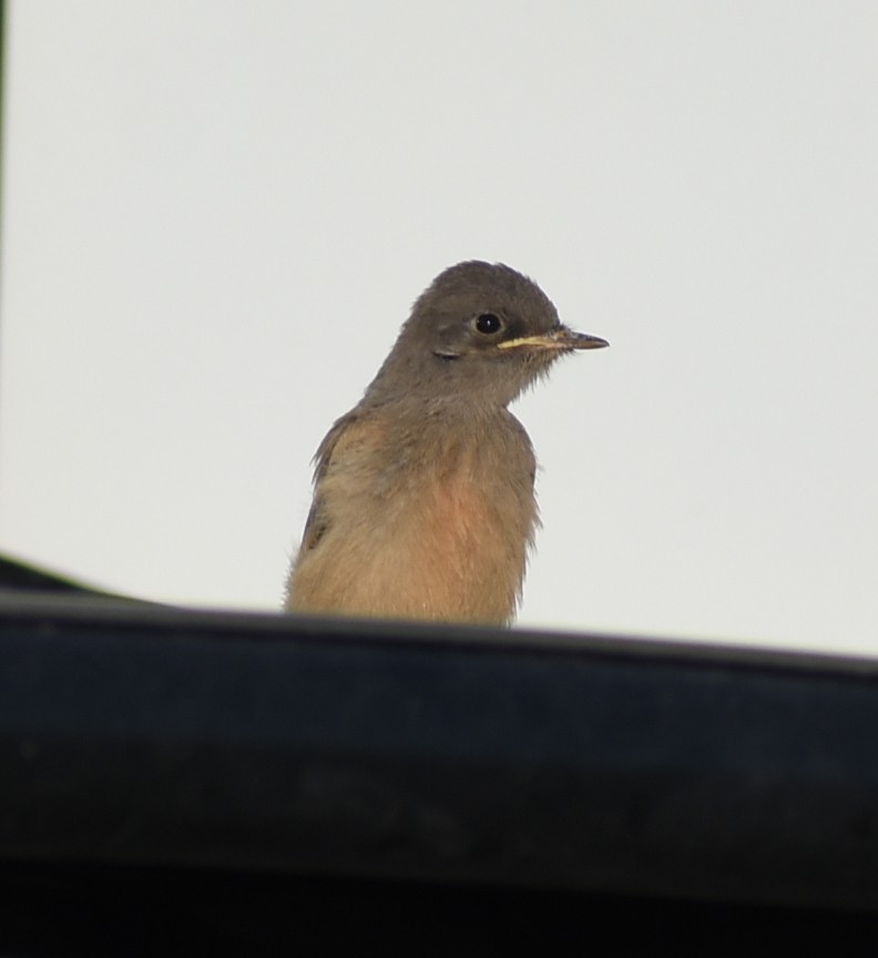 Say's Phoebe - ML638335602