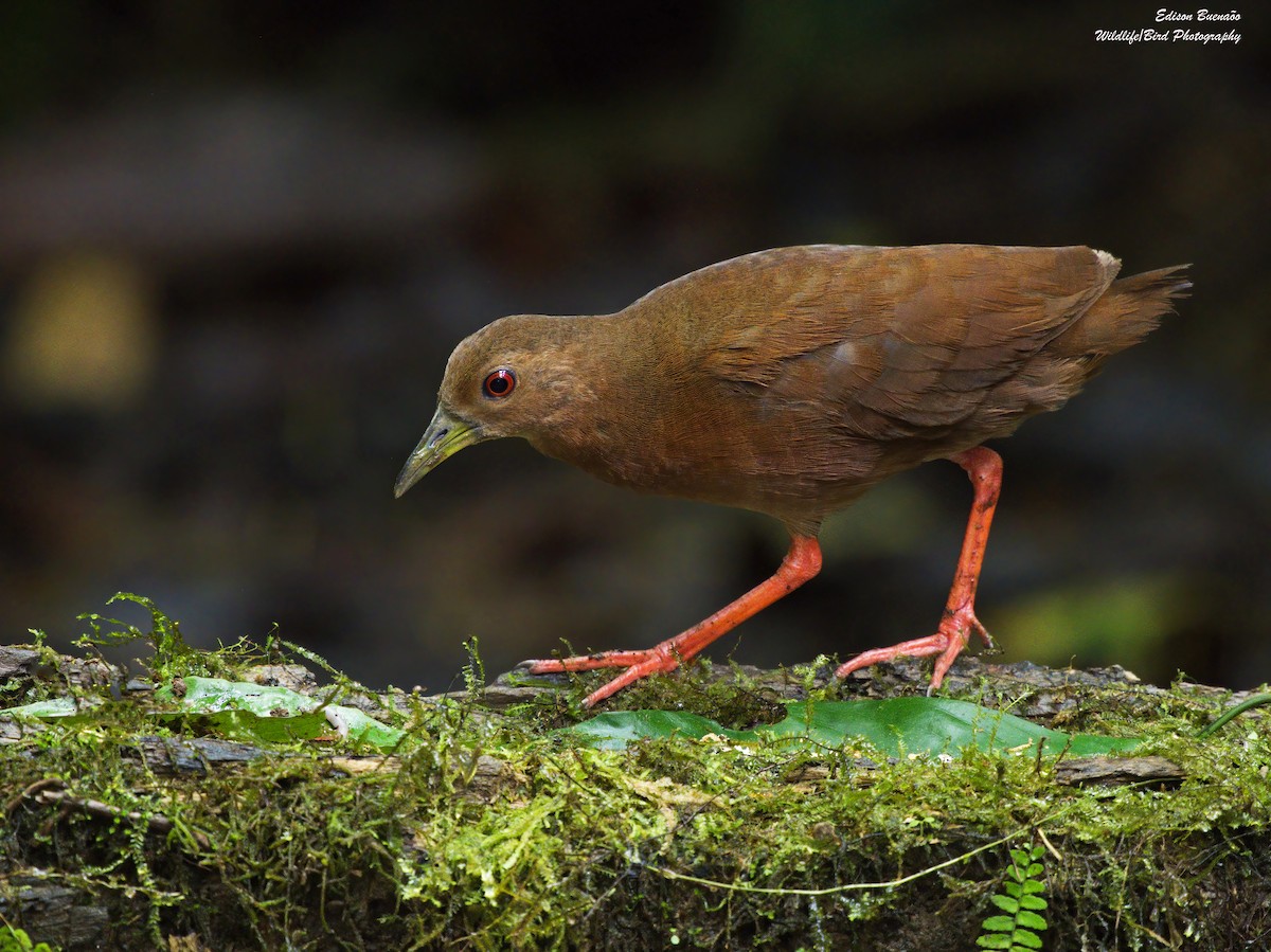 Uniform Crake - ML638335606