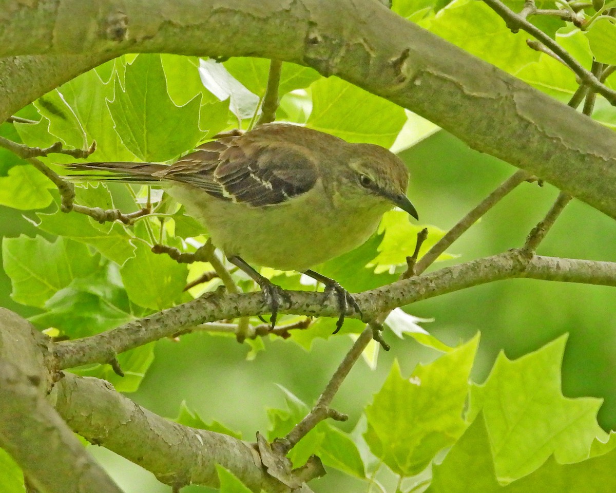 Northern Mockingbird - ML638335607