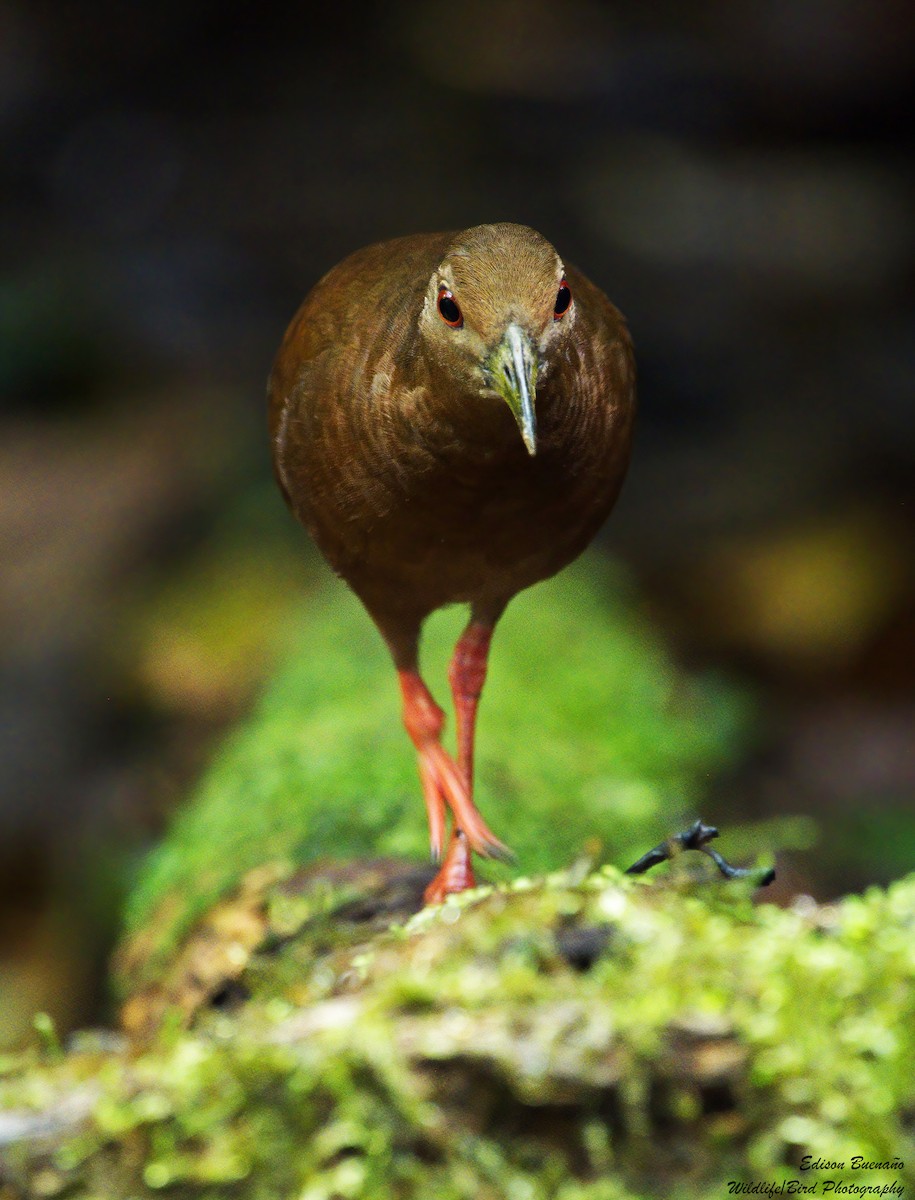 Uniform Crake - ML638335616