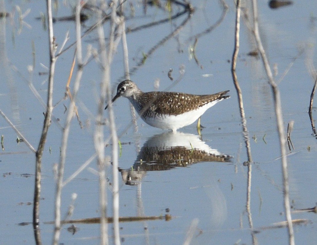 Solitary Sandpiper - ML638335618
