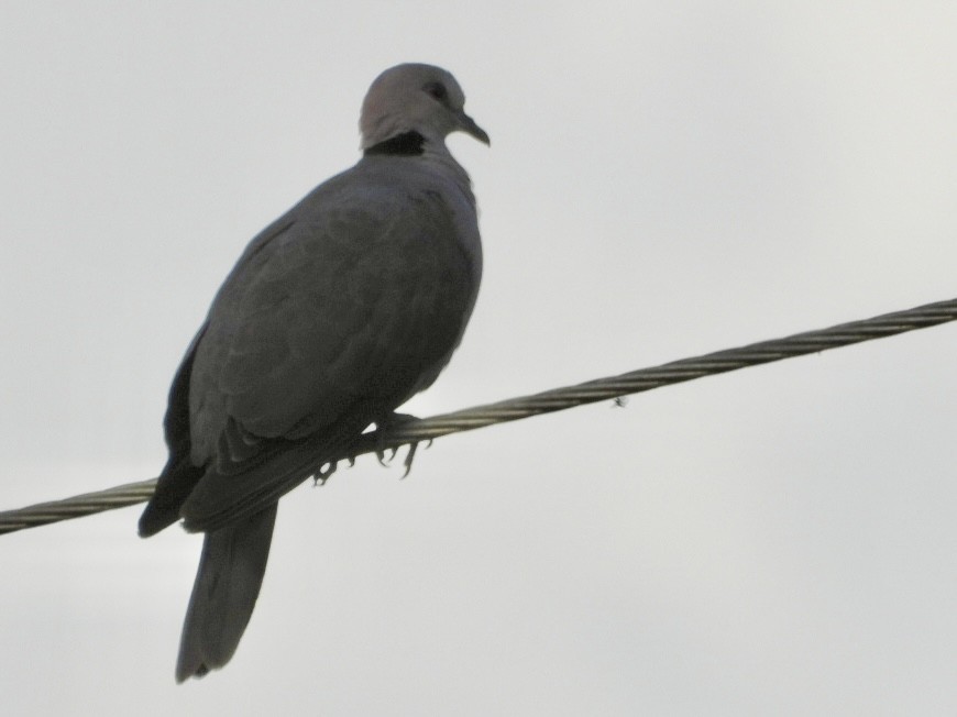 Red-eyed Dove - ML638335622