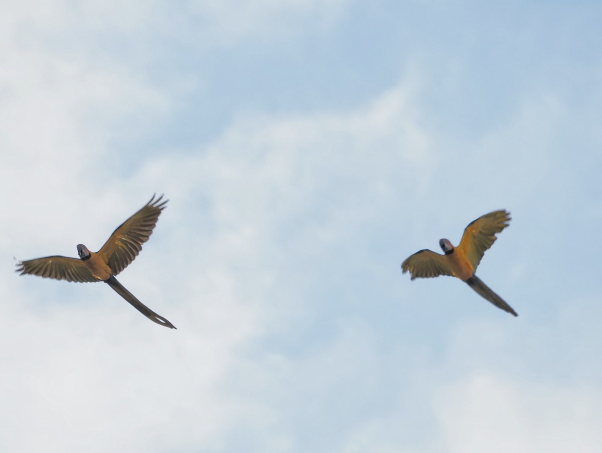 Blue-and-yellow Macaw - ML638335633