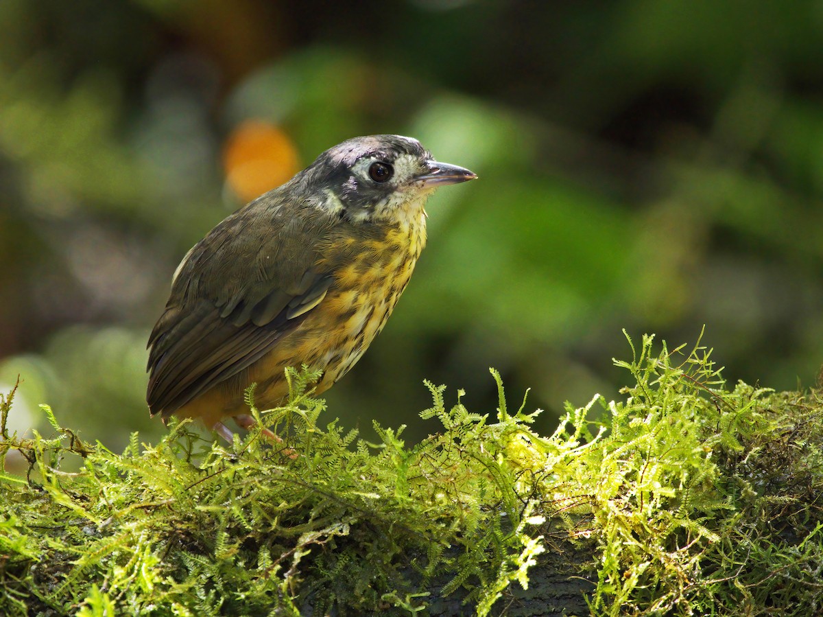 White-lored Antpitta - ML638335634