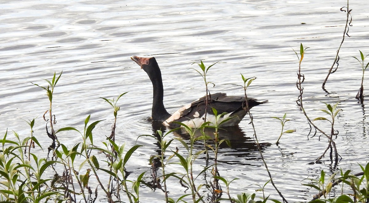Magpie Goose - ML638335637