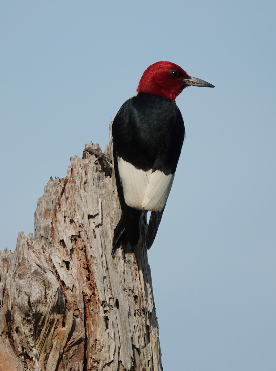 Red-headed Woodpecker - ML638335653