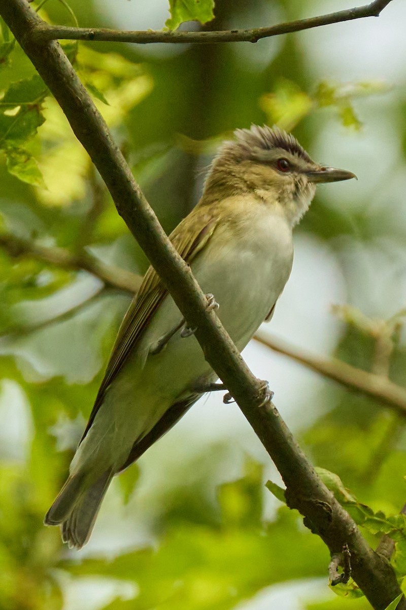 Vireo Ojirrojo - ML638335654