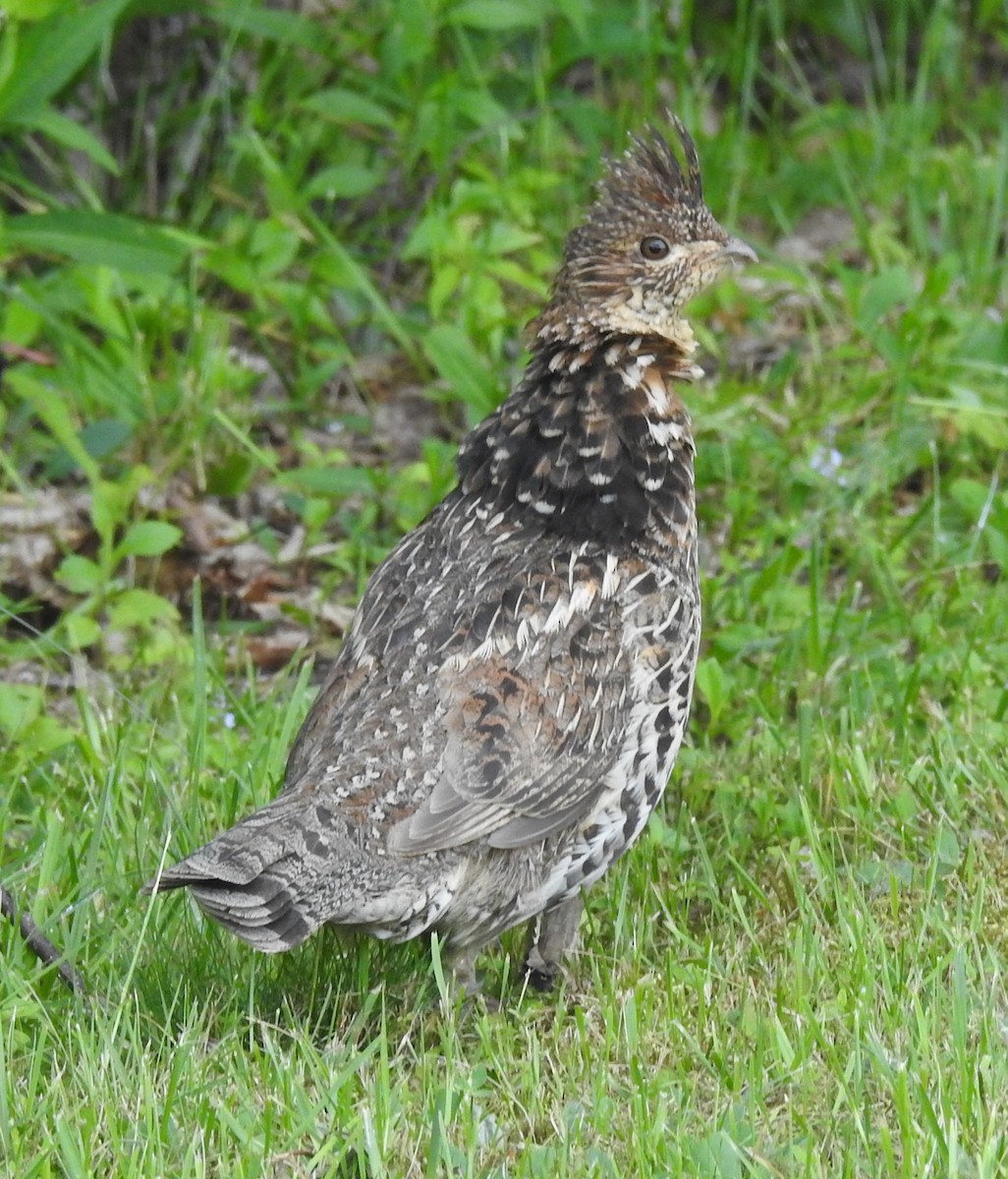 Kragenhuhn - ML638335670