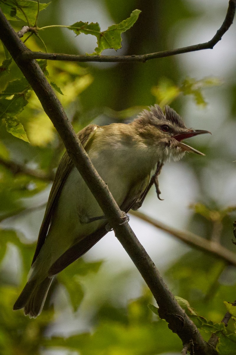 Rotaugenvireo - ML638335672