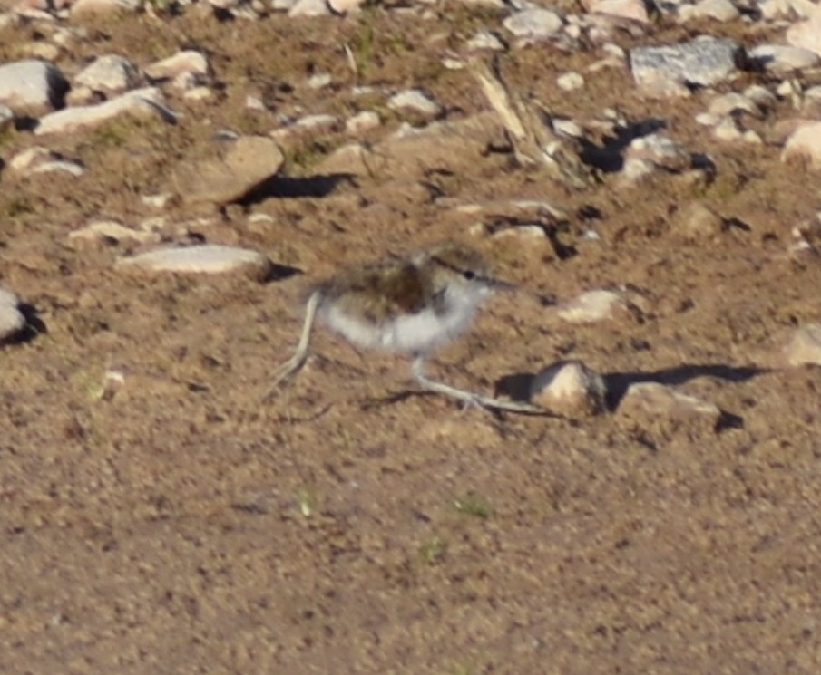 Drosseluferläufer - ML638335674