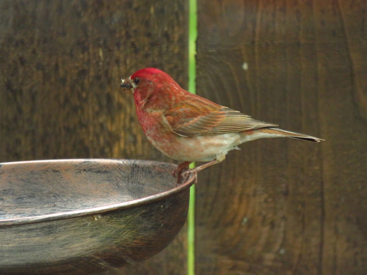 Purpurgimpel (californicus) - ML638335678