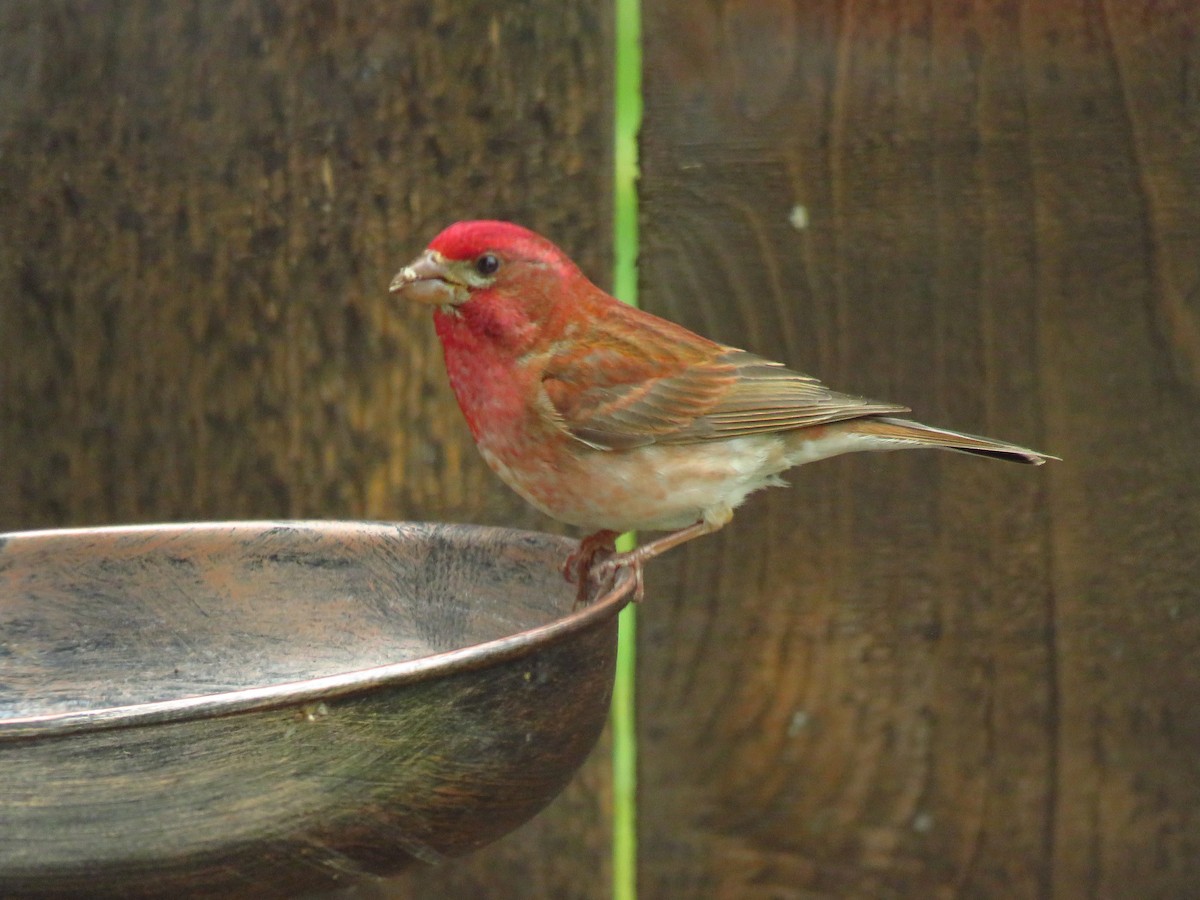 Purpurgimpel (californicus) - ML638335680