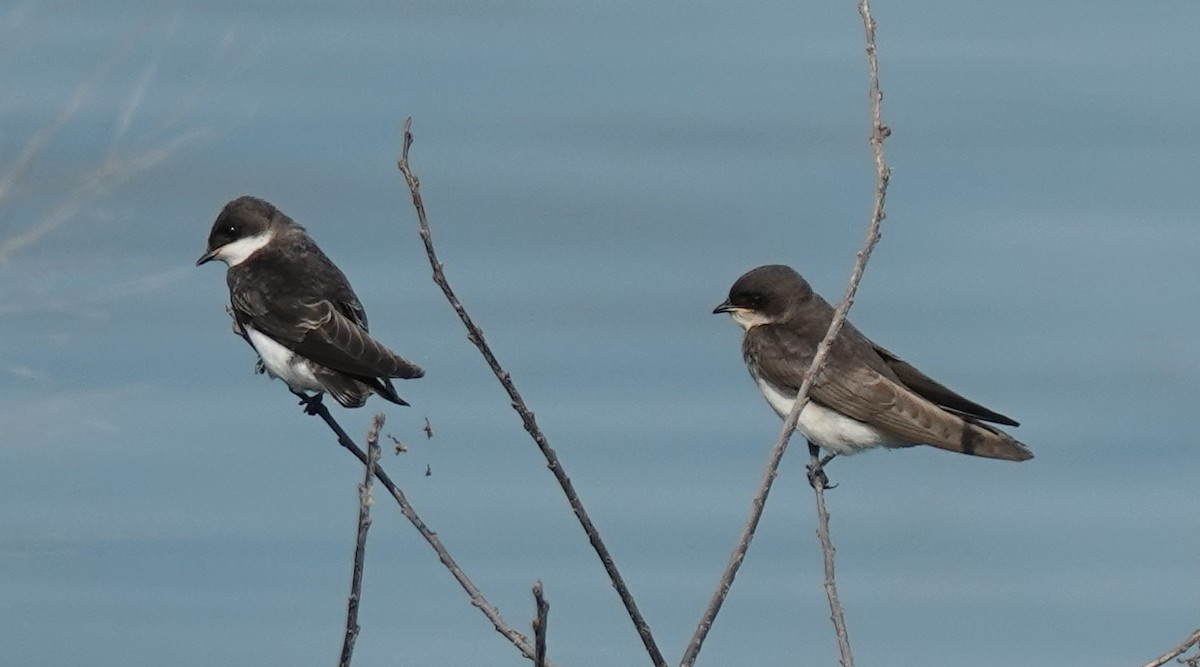 Tree Swallow - ML638335687