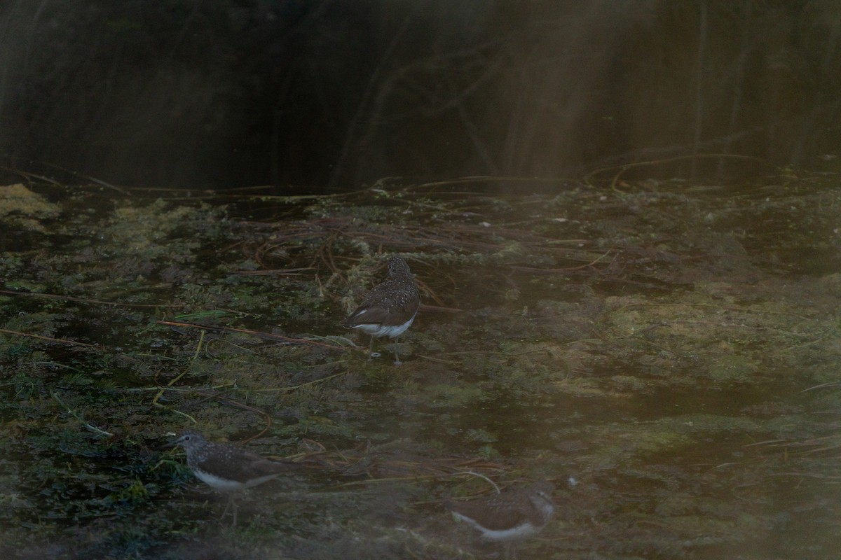 Green Sandpiper - ML638335694