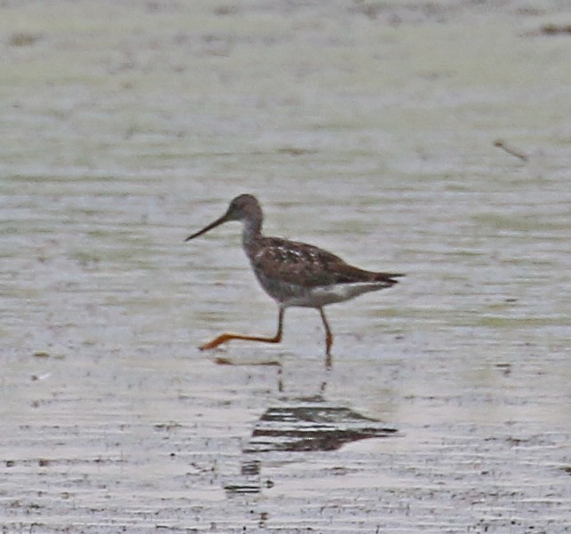 Greater Yellowlegs - ML638335700