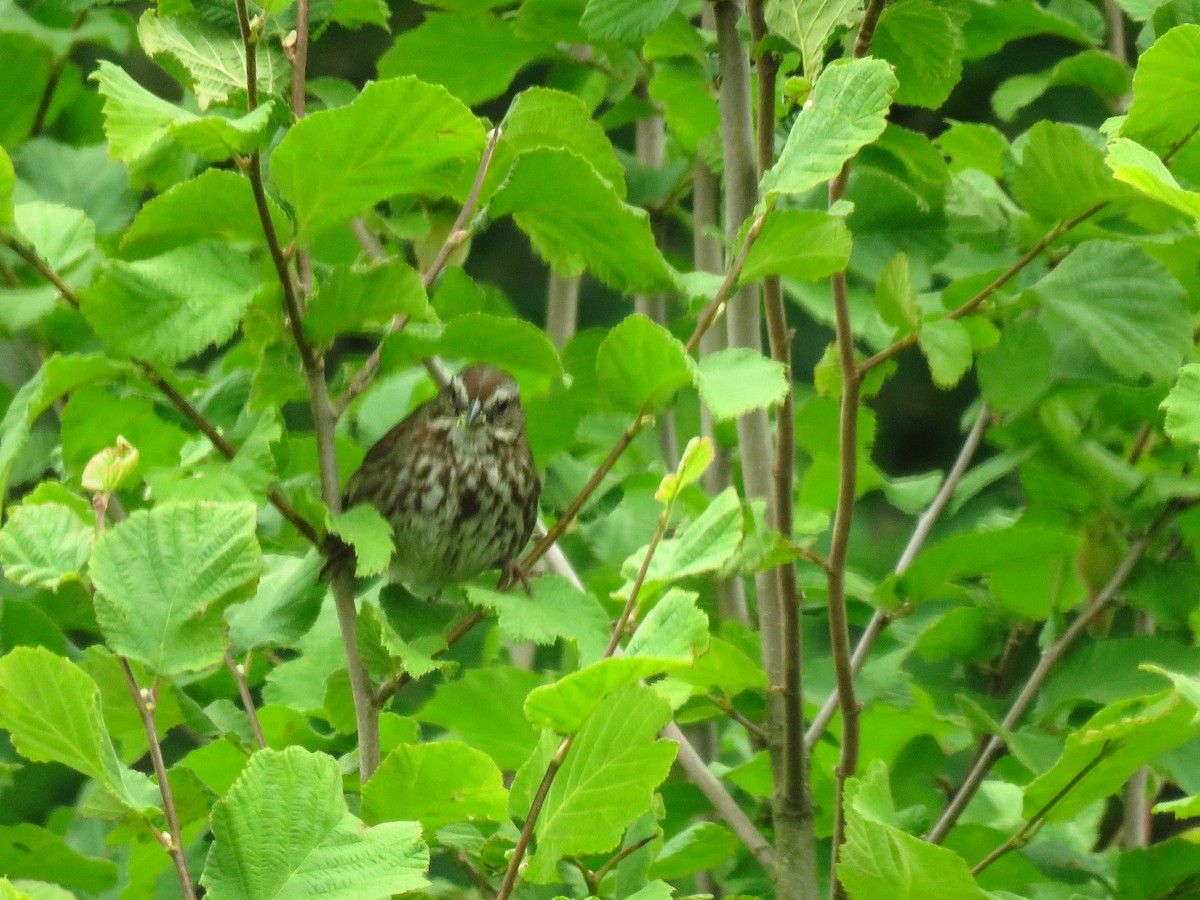 Song Sparrow - ML638335701