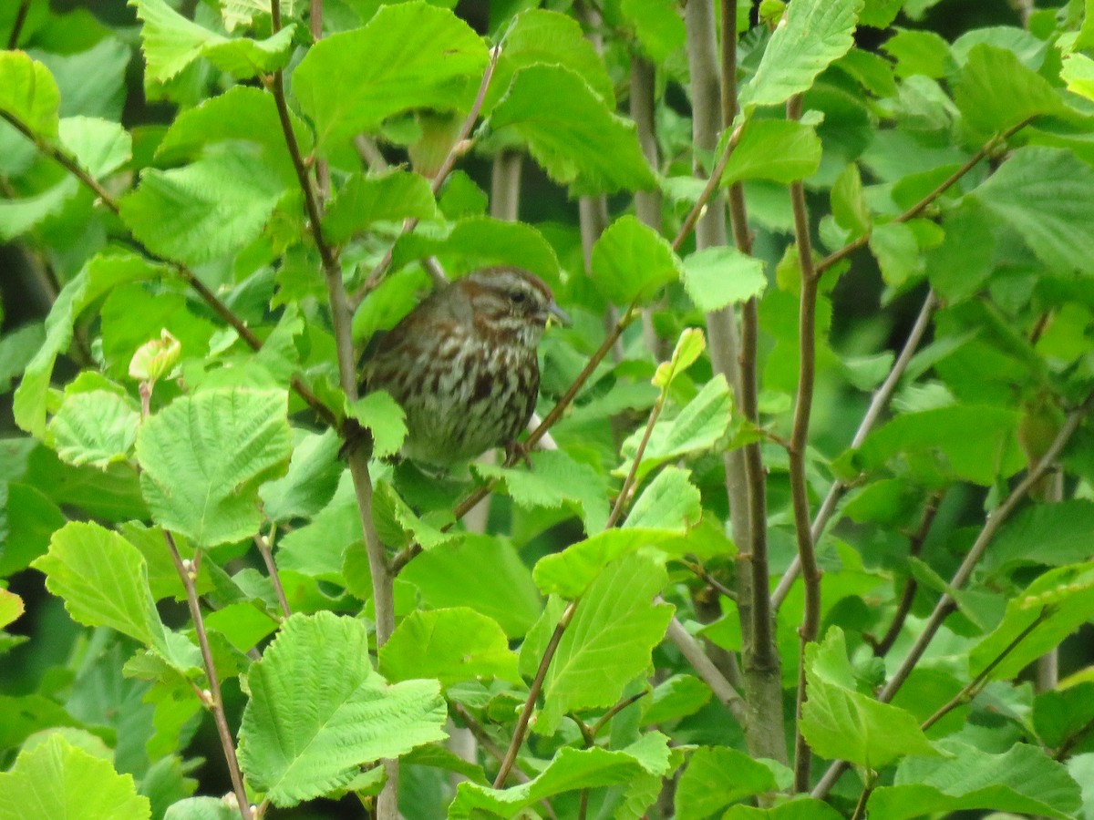 Song Sparrow - ML638335702
