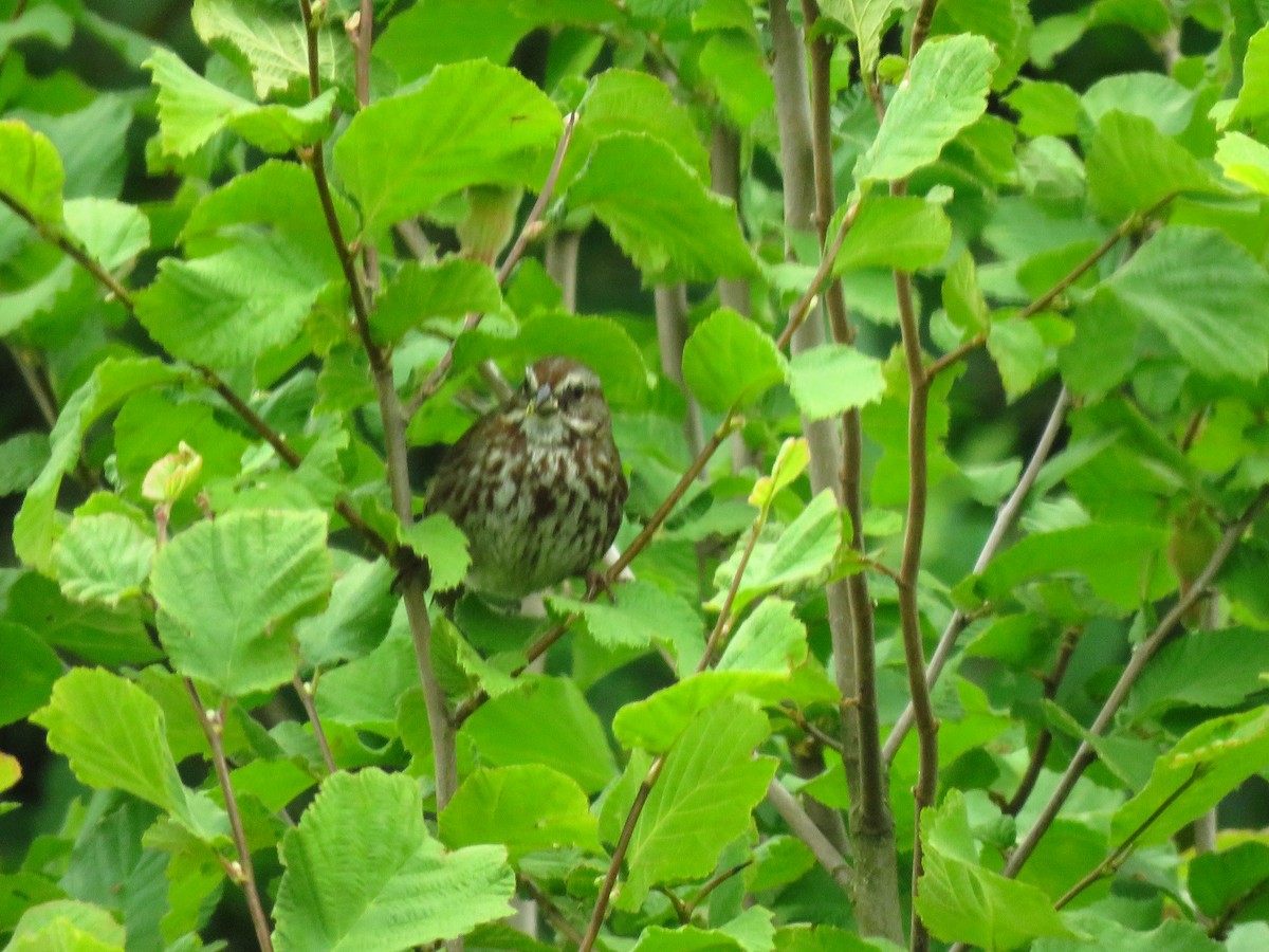 Song Sparrow - ML638335703