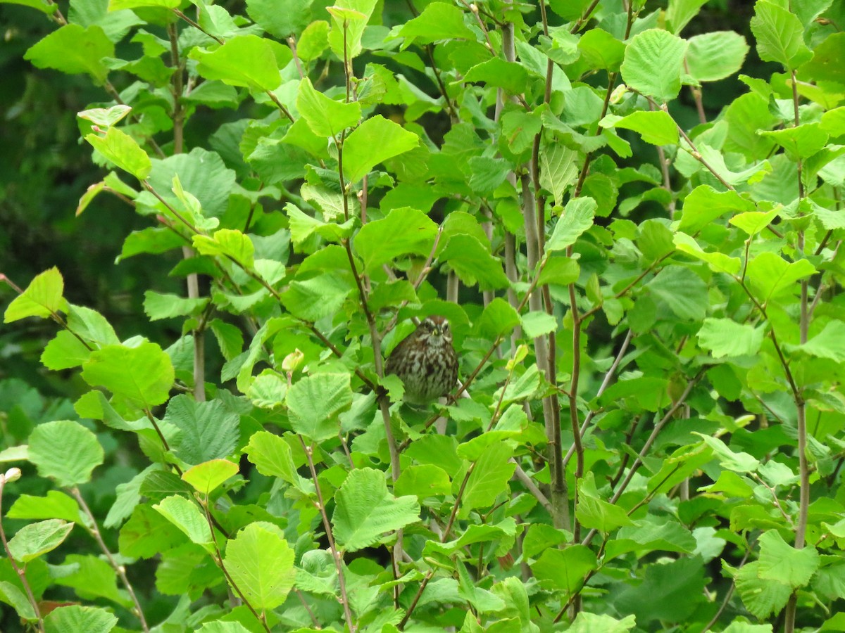 Song Sparrow - ML638335704