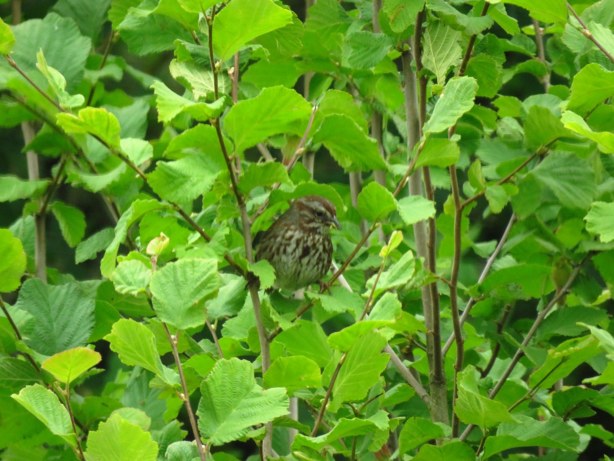 Song Sparrow - ML638335705