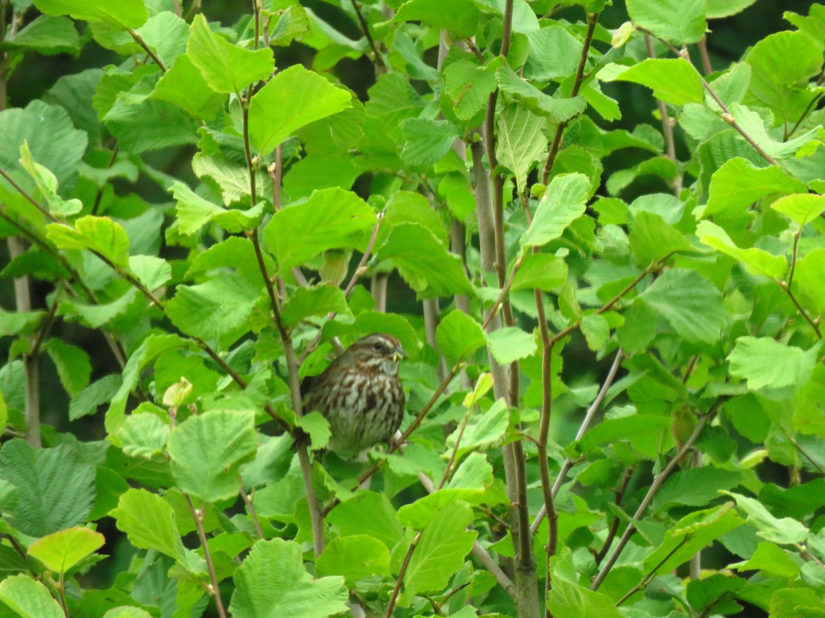 Song Sparrow - ML638335706