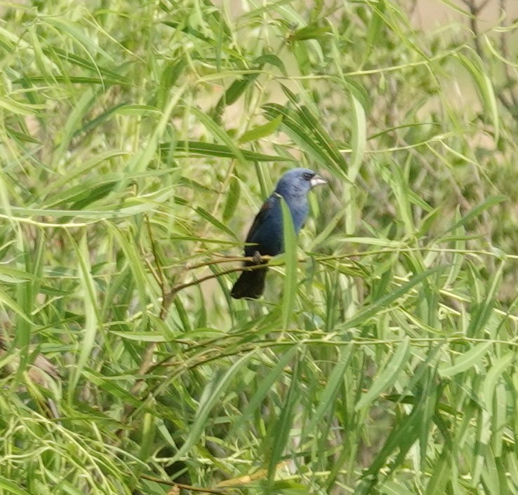 Blue Grosbeak - ML638335709