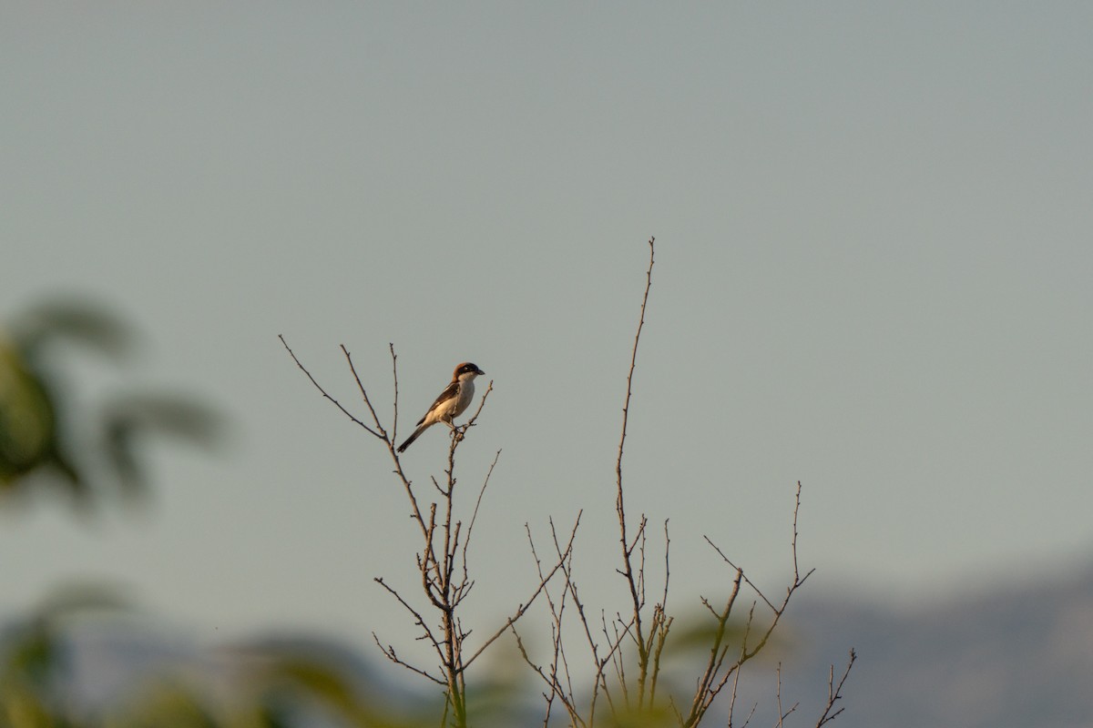 Woodchat Shrike - ML638335714