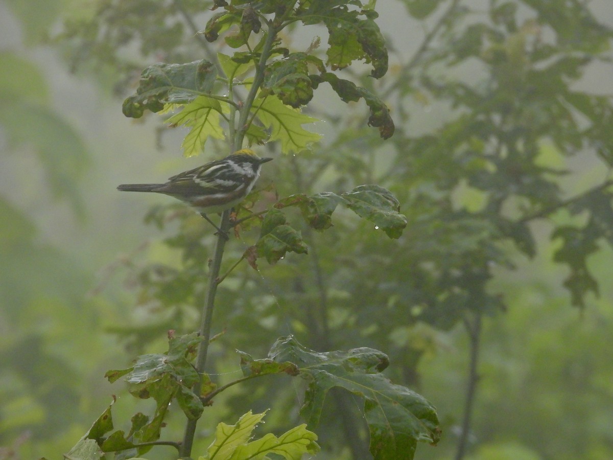 brunsideparula - ML638335718